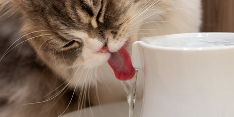 What size bowl do you put fresh water in for cats? - PET MARVEL