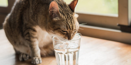 How to Encourage My Cat to Drink More Water?