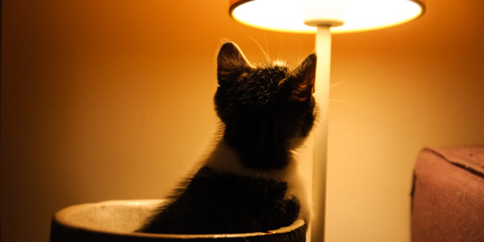 Should I Leave a Light On for My Cat at Night? - PET MARVEL