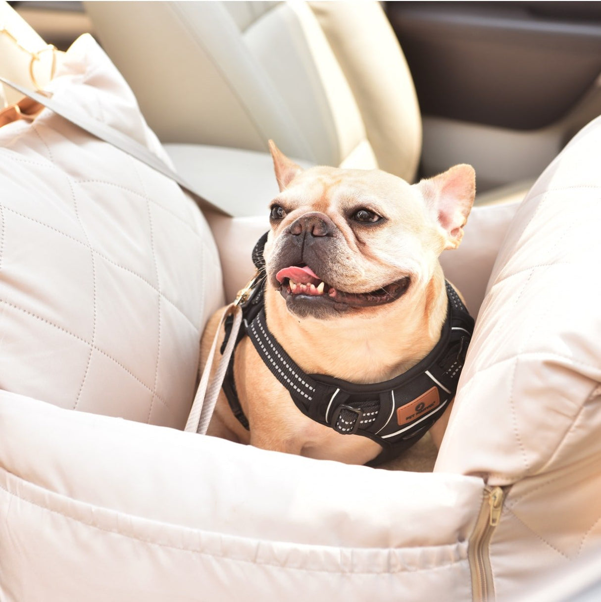 a dog is happily sitting in the dog car seat