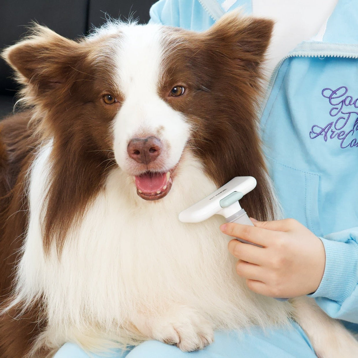 curved deshedding brush is using on a Border Collie