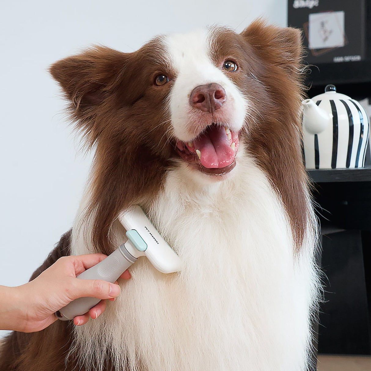 deshedding brush is using on a Border Collie