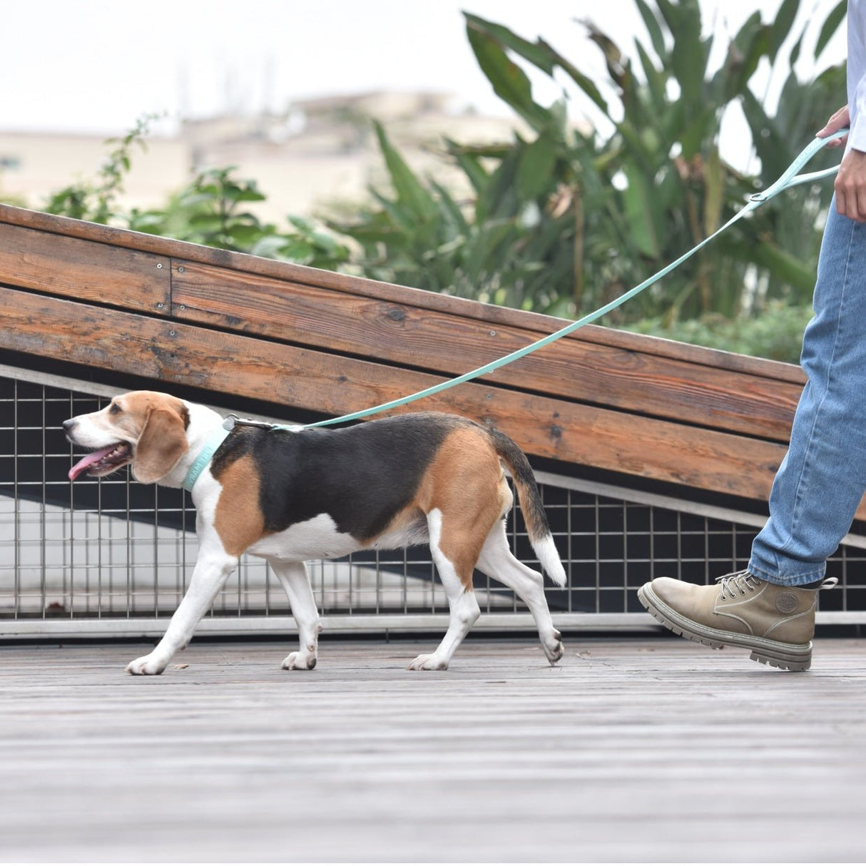 A embroidered mint green leash ties out on a beagle for walking