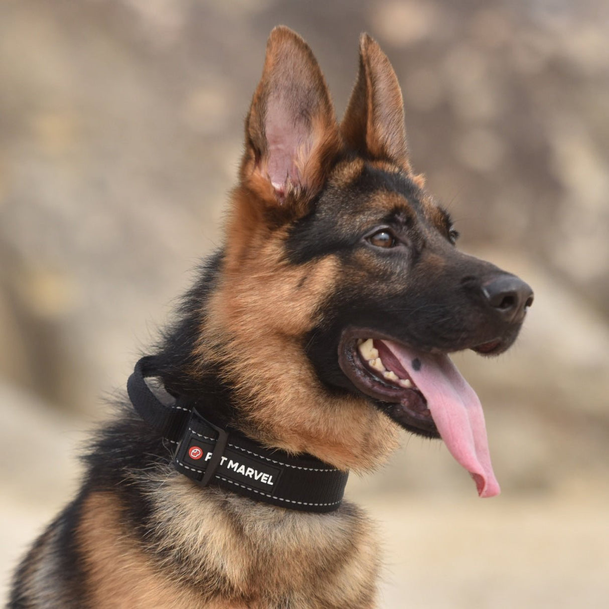 the front demonstration of tactical dog collar on a german shepherd