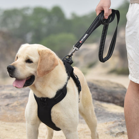 A black tactical dog leash ties out on a Juvenile-Period Labrador for walking