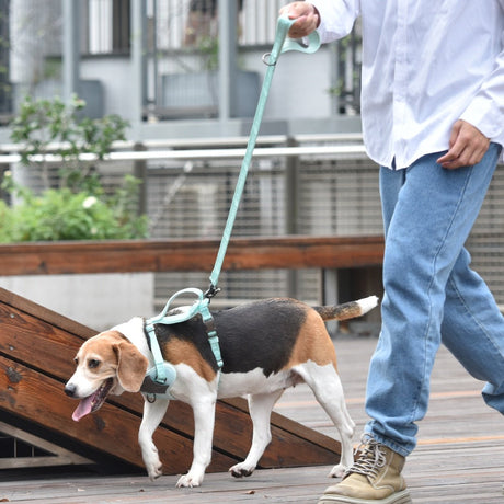 A embroidered mint green leash ties out on a beagle for walking