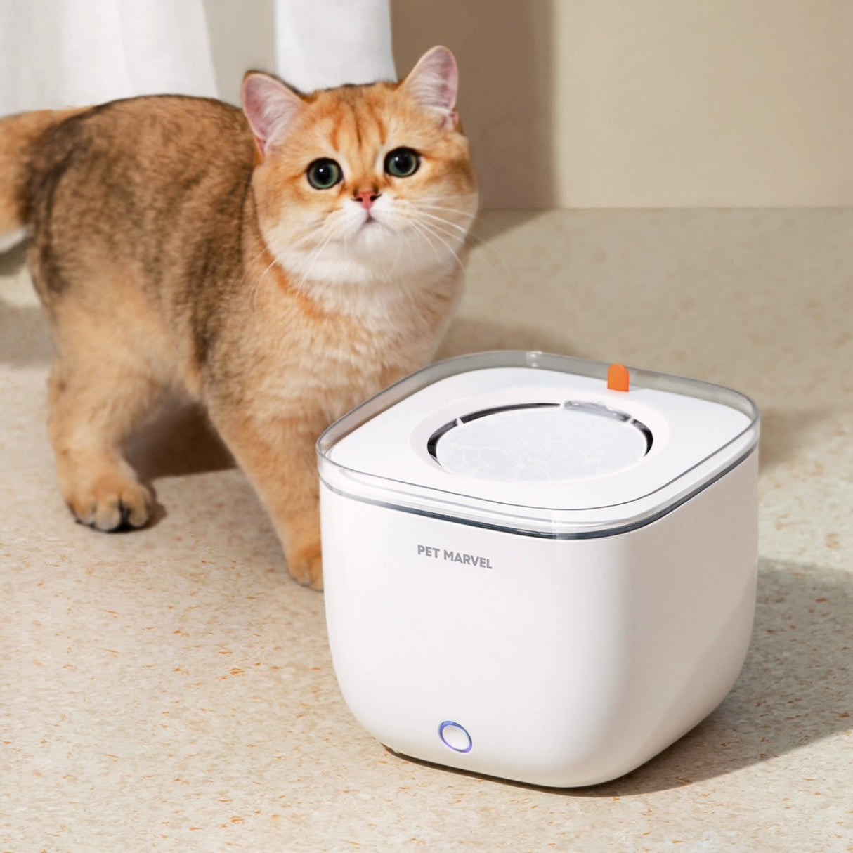 a cat is standing front of water fountain light