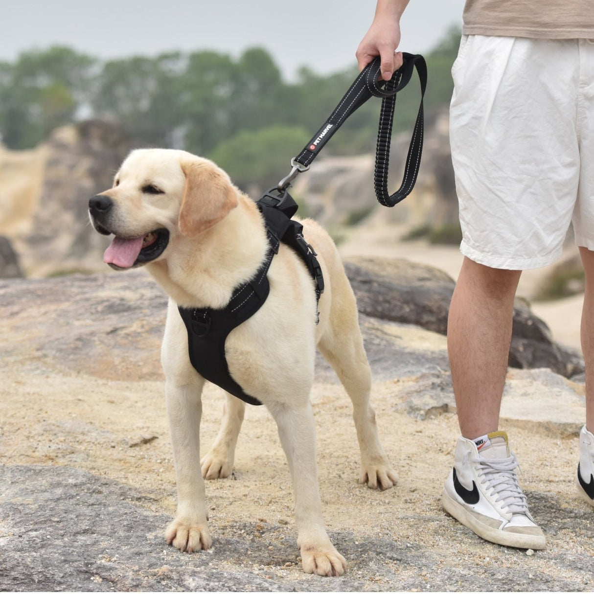 a walking Labrador is lead by a shock-absorbing bungee leash