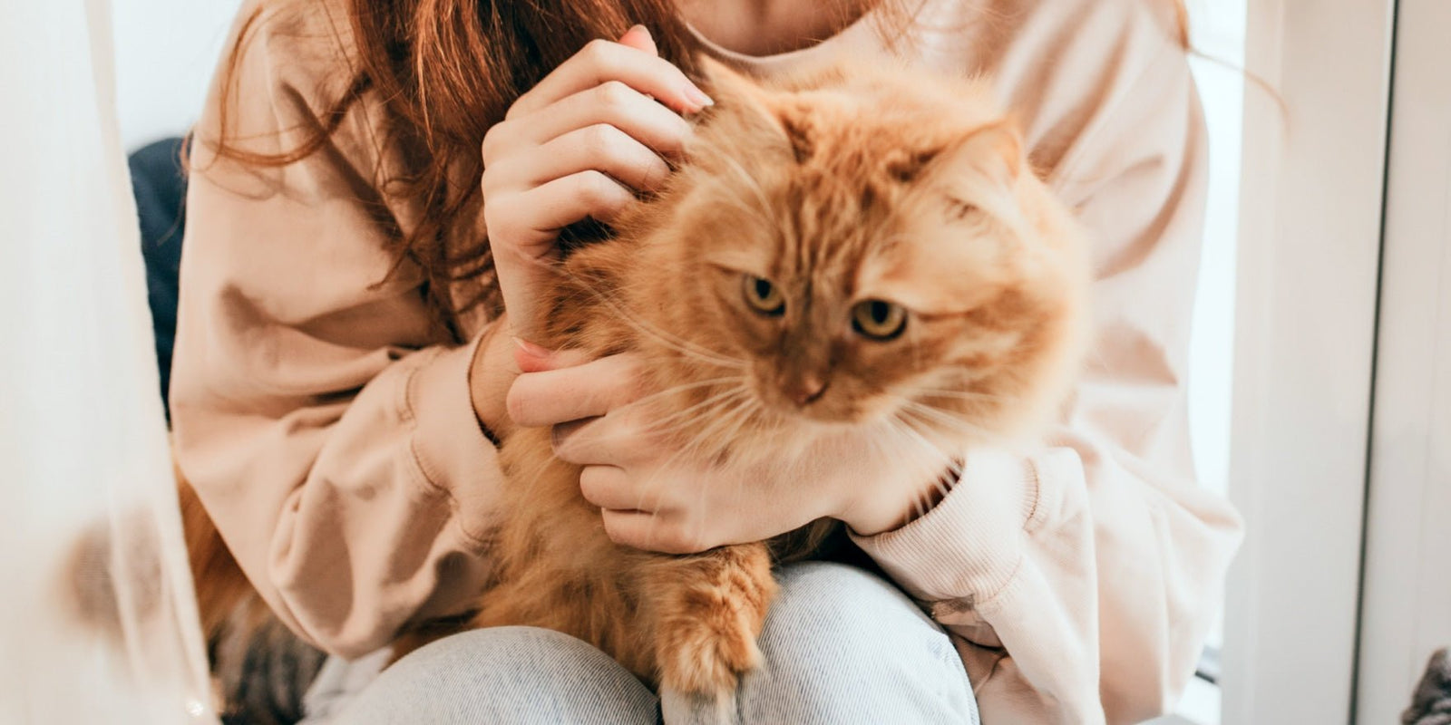 Cat Feeders vs. Pet Sitters: Which Is Right for You? - PET MARVEL