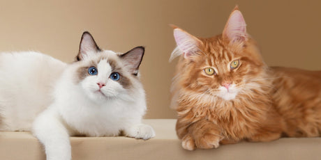 a ragdoll cat and a maine coon cat