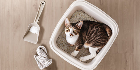 a cat is lying on a litter box