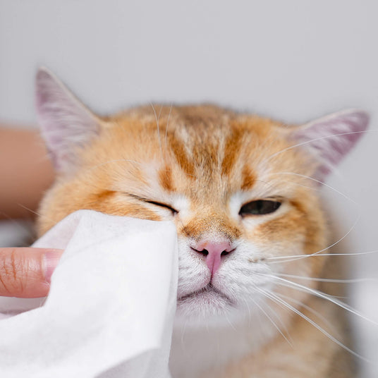 we are using a wipe to clean a cat's face