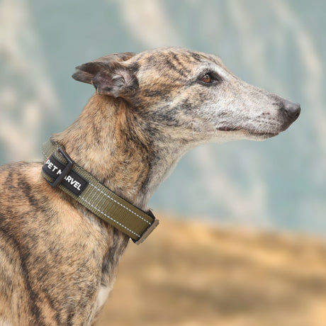 Tactical Dog Collar with Control Handle