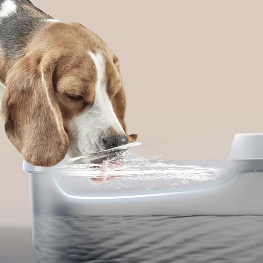 A dog drinks water deeply in the water tray