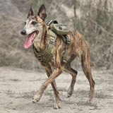 a Italian Greyhound is walking with a tactical walking harness