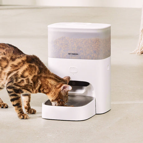a happy bengal cat is enjoying her food with PET MARVEL M3 PRO feeder