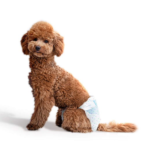 a toy poodle is wearing a underwear for dogs in heat