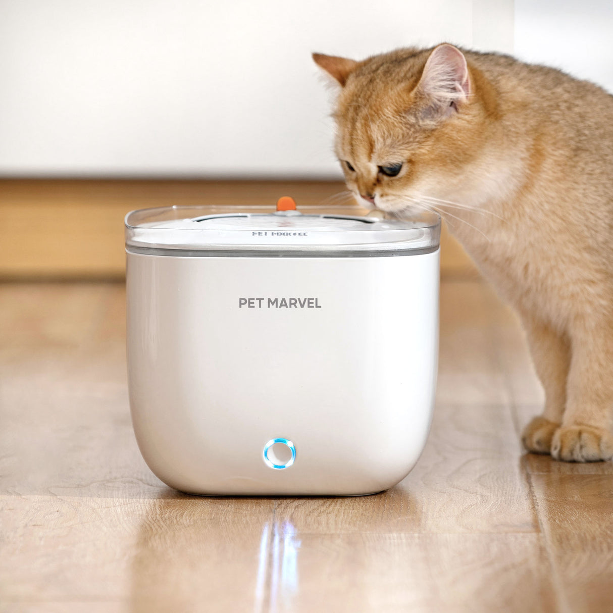 a golden-shaded cat enjoys this fountain's water indoor