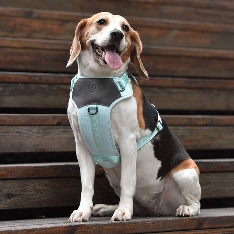 a beagle is putting on a dog harness