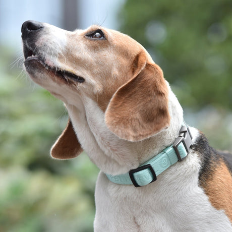 front demonstration of embroidered dog collar on a beagle dog