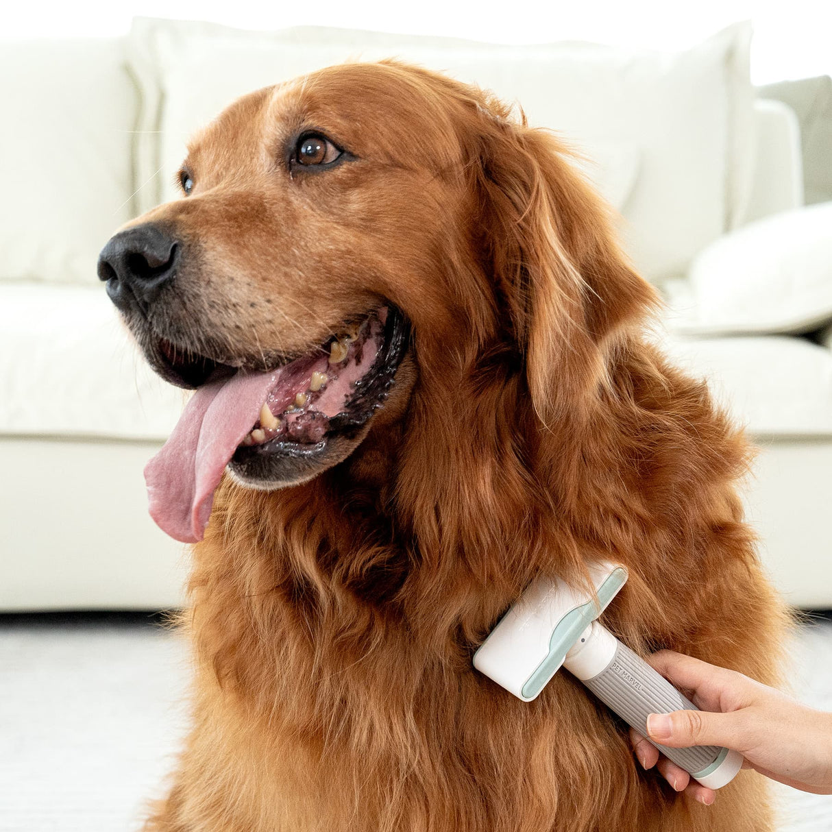 The deshedding brush is using on the body of goldendoodle