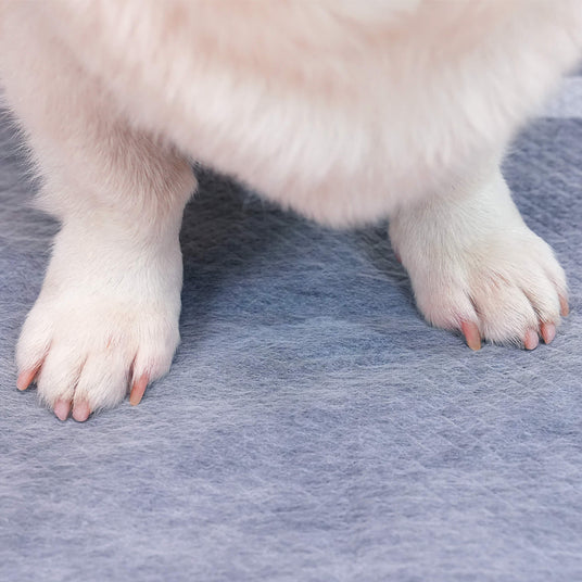 a dog is training pee pee on the quick-dry disposible pad