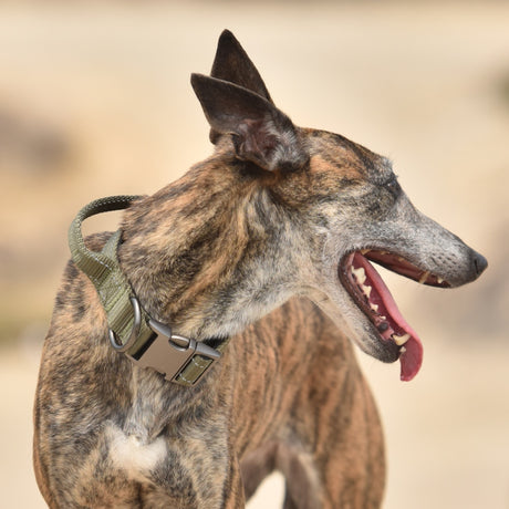 the front demonstration of tactical dog collar on a greyhound