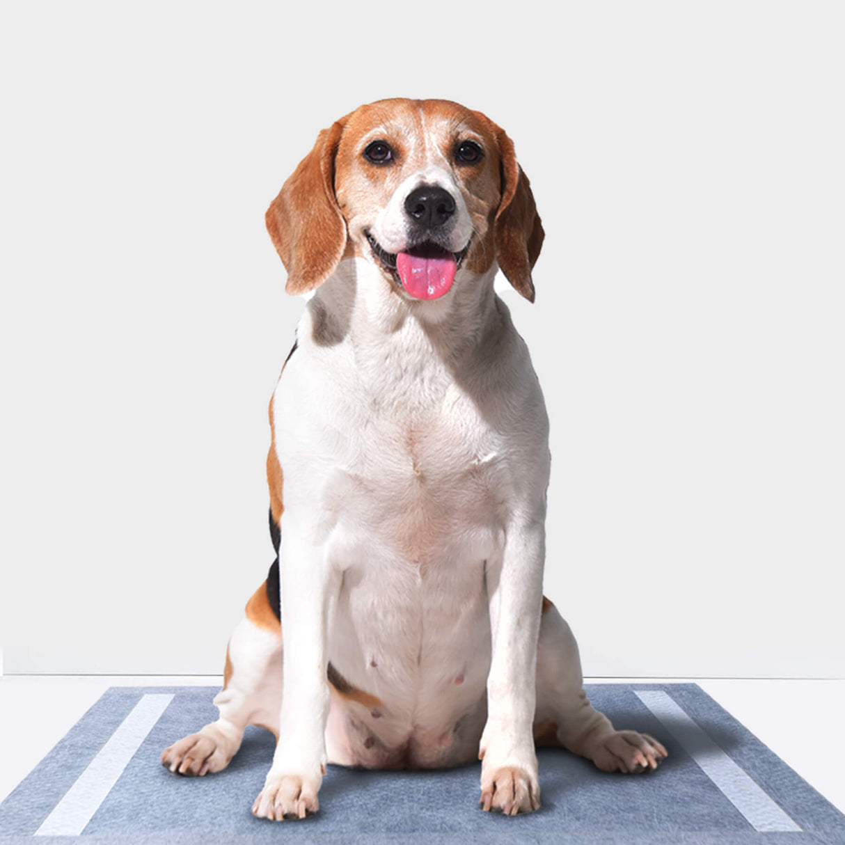 a peagle dog is sitting on a black charcoal pee pad that suitable for indoor and hotel